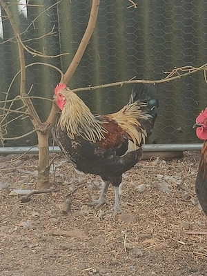 hübsche Hähne kostenlos abzugeben Bild 3