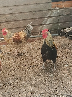 hübsche Hähne kostenlos abzugeben Bild 4