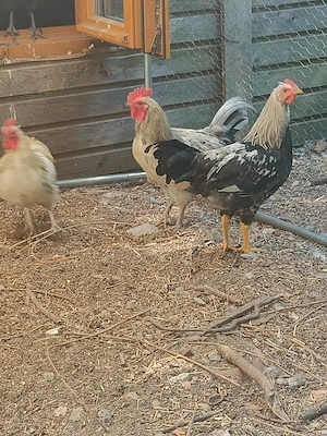 hübsche Hähne kostenlos abzugeben Bild 5