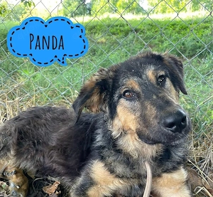 Panda, junger, fröhlicher, unkomplizierter und katzenverträglicher Schäferhund Mix Rüde