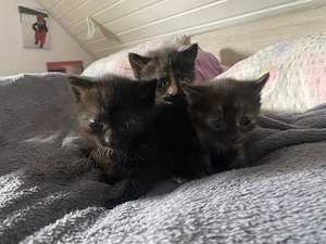 Heilige Birma    Mix Kitten - Glückskatzen tortie 
