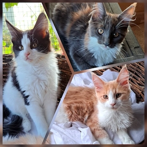 Maine Coon Kitten reinrassig - abgabebereit - Blue Tortie White, Creme White & Black White