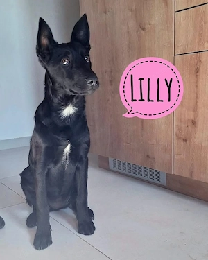 Lilly, zauberhafte Malinois Mix Welpen Hündin