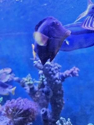 Rotmeer-Doktorfisch   Zebrasoma xanthurum 