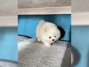 Pomeranian Zwergspitz welpen