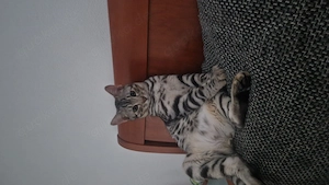 Pablo sucht ein Zuhause 