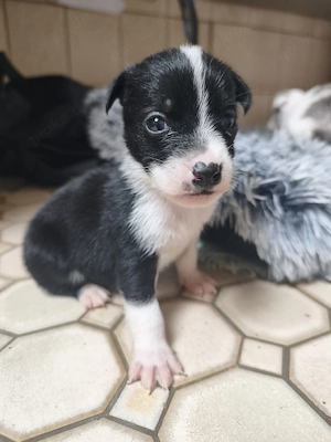 Mischling Australian shepherd