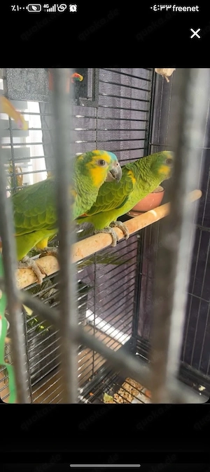 Blaustirnamazonen 