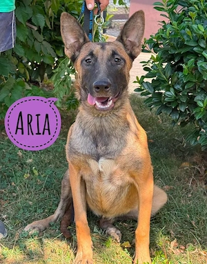 Arija, junge Traumhündin, Malinois   Belgischer Schäferhund Mix