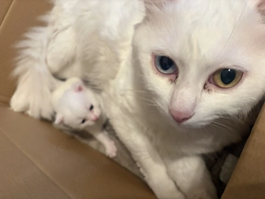 Britische kurzhaar Kitten 
