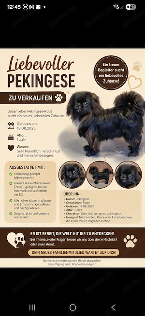 pekinese sucht neue Zuhause