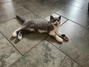 BKH Kitten mit bernsteinfarbenen Augen und Stammbaum! 