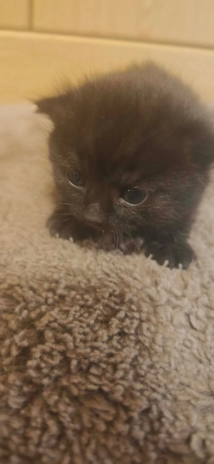 Katzenbaby