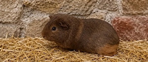 Bock in Traumlackierung abzugeben 
