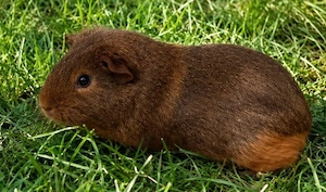 Meerschweinchen Dame sucht neues zu Hause