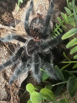Vogelspinne Grammostola Actaeon