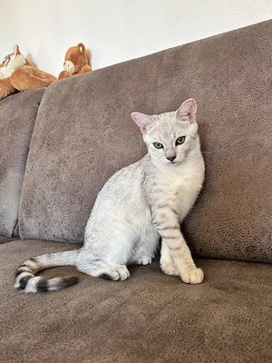 Drei süße Siam BKH Mix Kätzchen Kitten 