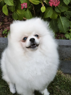 Pomeranian Spitz Rüde 