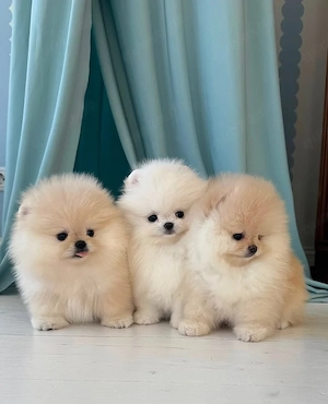 Pomeranian Zwergspitz Welpen