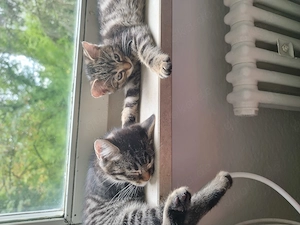 Europäische Hauskatzen kitten zu verkaufen 