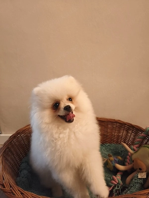 pomeranian Spitz Rüde 