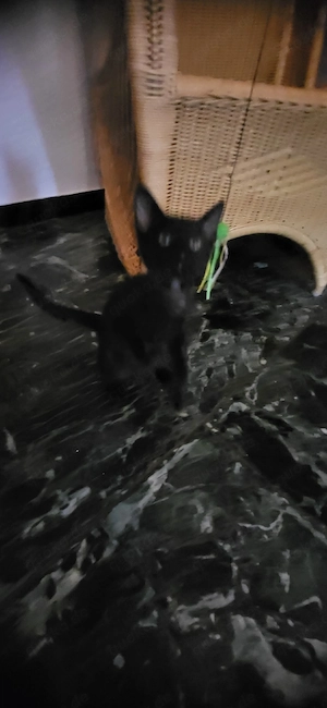 Drei  Kätzchen suchen einen neuen Familie. 