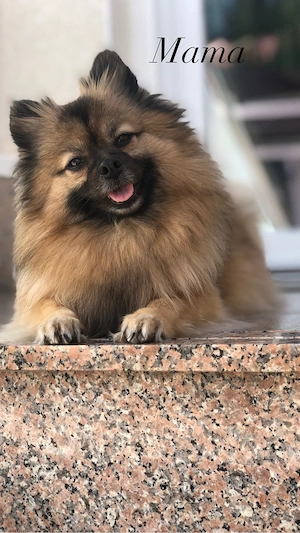 Zwergspitz Pomeranien Welpen  Bild 7