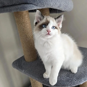 verspielte männliche und weibliche Ragdoll-Kätzchen