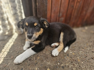Australian shepherd mix Welpen 
