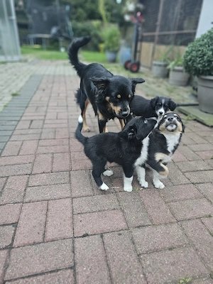 Australian shepherd mix Welpen  Bild 2
