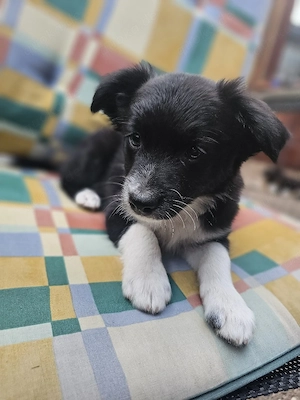 Australian shepherd mix Welpen 