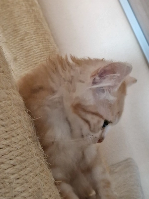 Mix Kater Orange