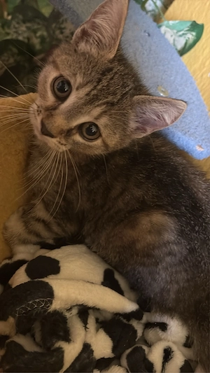 Süßes BKH Mixkitten sucht ihr für immer zu Hause   