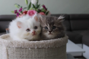 Europäisch Langhaar   Perser (mit Nase) Kitten   Babykatzen