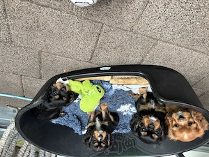 Cavalier King Charles, Spaniel Welpen mit Ahnentafel 