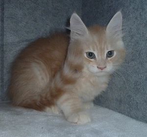 Maine Coon Kitten