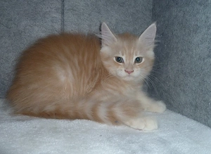 Maine Coon Kitten