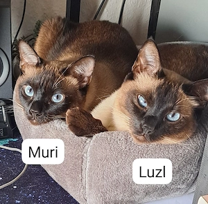  Luzl & Muri suchen gemeinsam ein neues Zuhause   