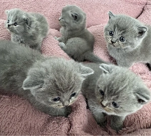    Wunderschöne BKH Kitten suchen ein liebevolles Zuhause   