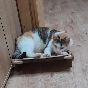   Katze Mia sucht liebevolle Dosenöffner