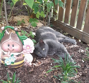 Zwei Katzengeschwister suchen liebevolle Dosenöffner