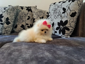 pomeranian mini 4 monatlich