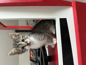 Katzen suchen neues Zuhause