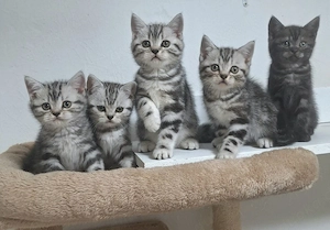 Zuckersüße BkH Whishkas Tabby Bärchen 