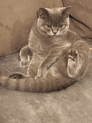 BKH Kater 