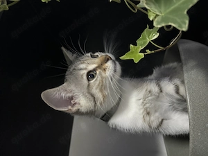 Kitten sucht eine liebevolle Familie. Sofort Abgabebereit!