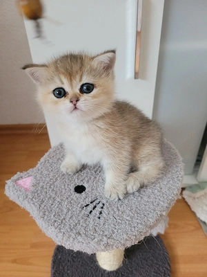 BKH Kitten 