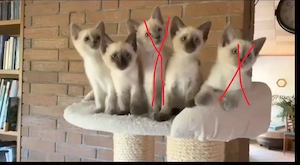 Kleine Siam-mix Kitten
