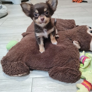 Kleiner Chihuahua-Herzensbrecher sucht liebevolles Zuhause.