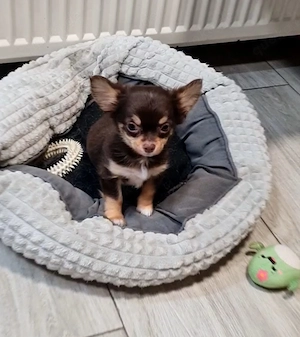 Kleiner Chihuahua-Herzensbrecher sucht liebevolles Zuhause.